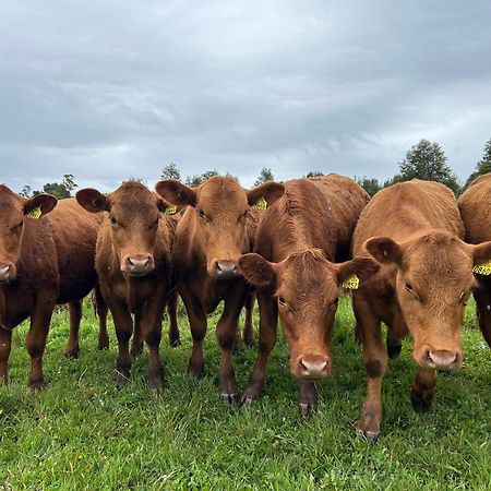 Campo, Tranquilidad, Relax Y Buenos Paisajes Villa Osorno Eksteriør billede